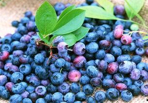 娱乐吃瓜酱蓝莓,吃瓜酱带你领略明星幕后故事